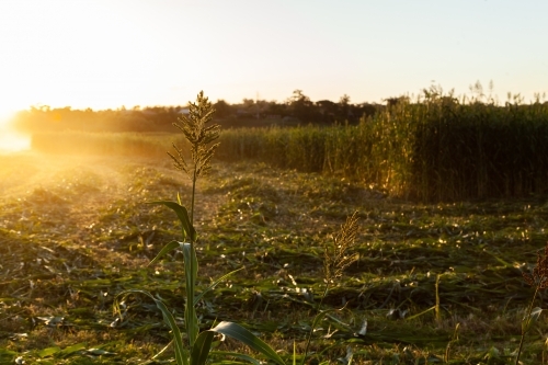 Stalk of forage sorghum in paddock in afternoon light at sunset - Australian Stock Image