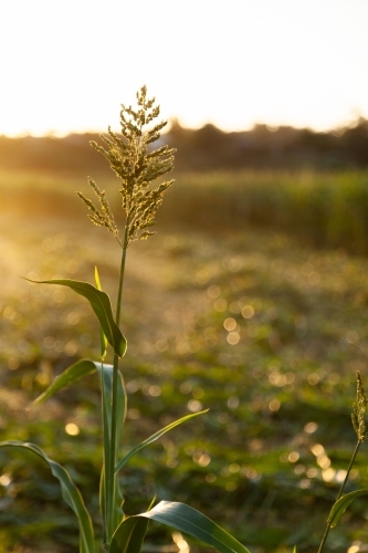 Stalk of forage sorghum in paddock in afternoon light at sunset - Australian Stock Image