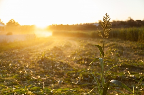 Stalk of forage sorghum in paddock in afternoon light at sunset - Australian Stock Image