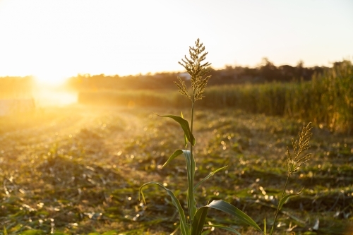 Stalk of forage sorghum in paddock in afternoon light at sunset