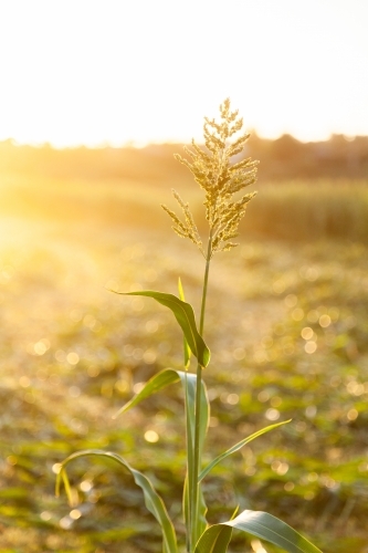 Stalk of forage sorghum in paddock in afternoon light at sunset - Australian Stock Image