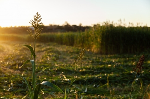 Stalk of forage sorghum in paddock in afternoon light at sunset - Australian Stock Image