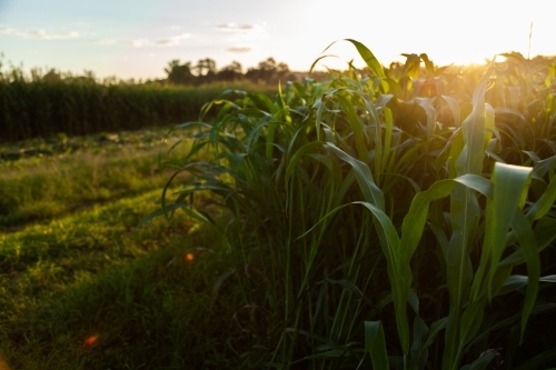 Stalks of green forage crop plants on farm in afternoon light - Australian Stock Image