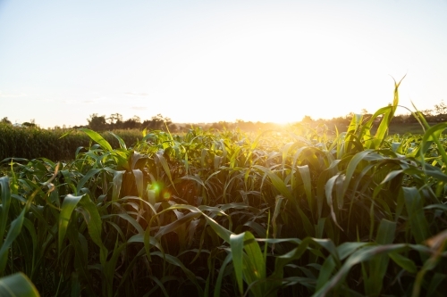 Stalks of green forage crop plants on farm in afternoon light - Australian Stock Image