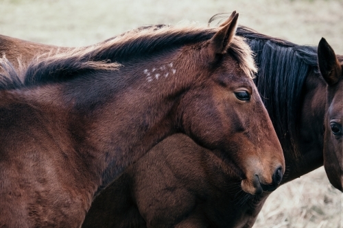 Standard bred colt with mother horse.