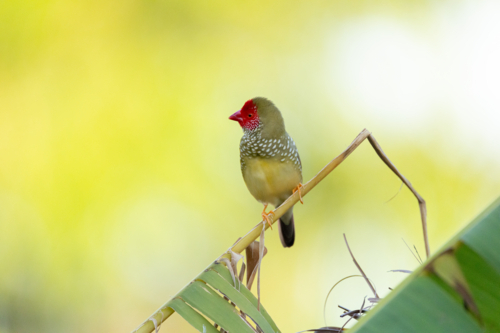 Star Finch (Emblema ruficauda) perched on thin plant stem - Australian Stock Image
