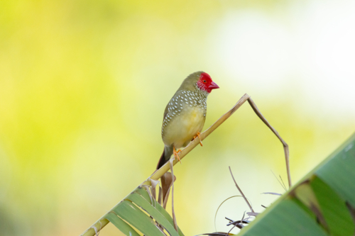 Star Finch (Emblema ruficauda) resting on plant stem - Australian Stock Image
