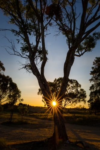 Starburst through tree silhouette at sunset - Australian Stock Image