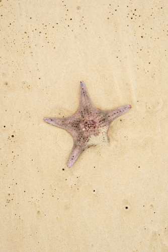 Starfish lying in sand - Australian Stock Image