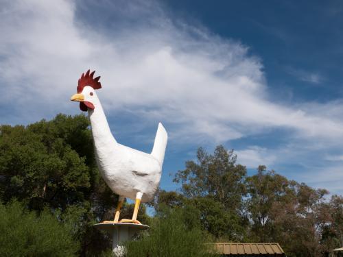 Statue of Big Chook against blue sky - Australian Stock Image