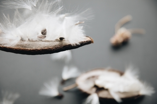 Stephanotis Seed - Australian Stock Image