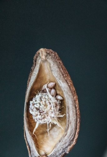 Stephanotis Seed - Australian Stock Image