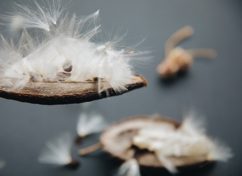 Stephanotis Seed - Australian Stock Image