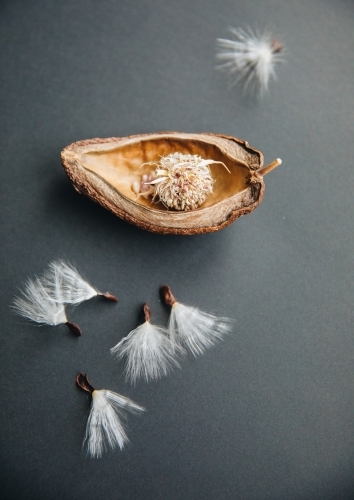 Stephanotis Seed - Australian Stock Image