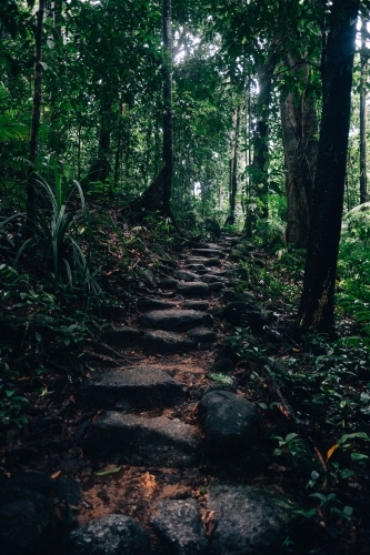 Steps through rainforest Mossman Gorge
