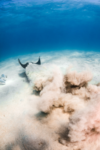 Sting ray swimming away in the sand on the Great Barrier Reef - Australian Stock Image