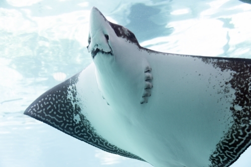 Stingray swimming in an aquarium - Australian Stock Image