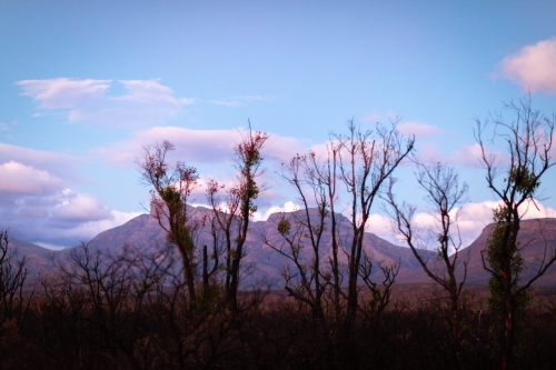 Stirling range and bluff knoll after bushfire with burn vegetation in foreground - Australian Stock Image