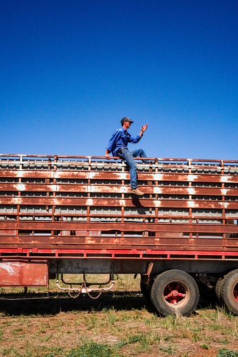 Stockman counting cattle from on top of a cattle truck - Australian Stock Image