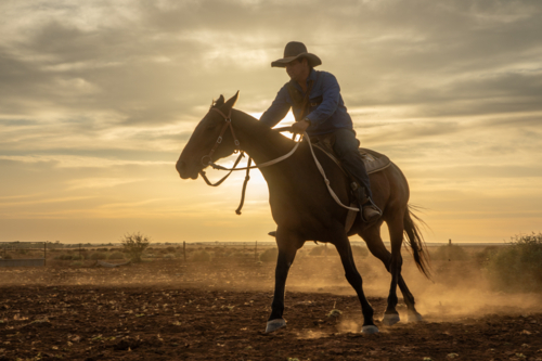 Stockman riding a horse in front of the sunrise, kicking up dust - Australian Stock Image