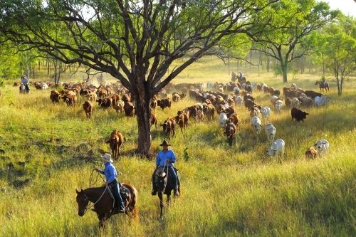 Stockmen and women mustering a mob of cattle among trees