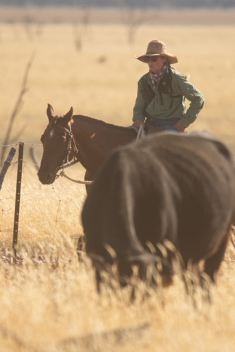 Stockwoman on horse mustering cattle - Australian Stock Image