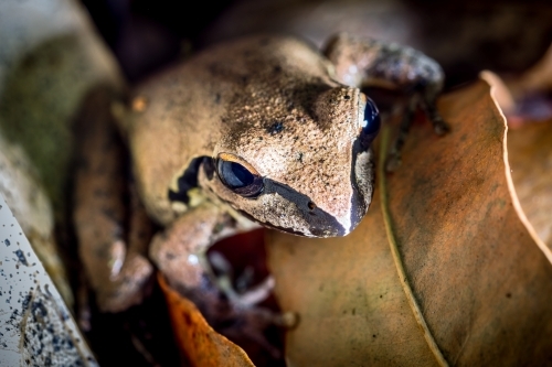Stoney Creek Frog close up - Australian Stock Image