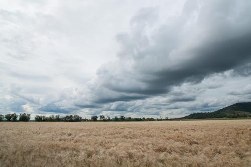 Storm clouds brewing over dry crops