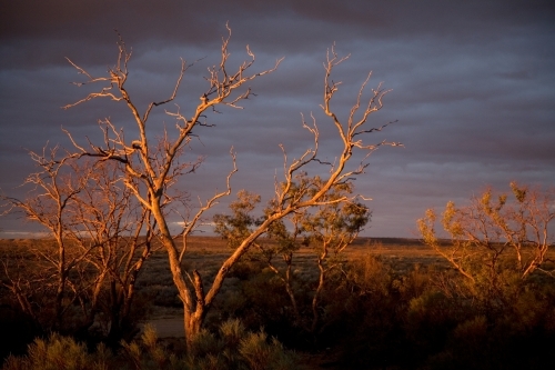 Stormy, overcast day in the outback with trees - Australian Stock Image