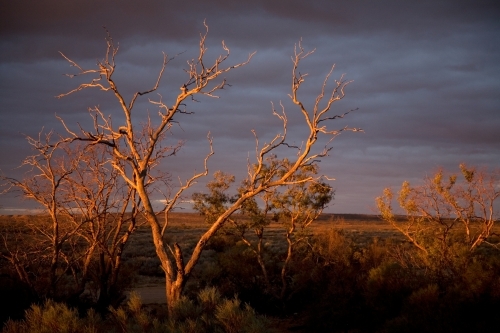 Stormy, overcast day in the outback with trees