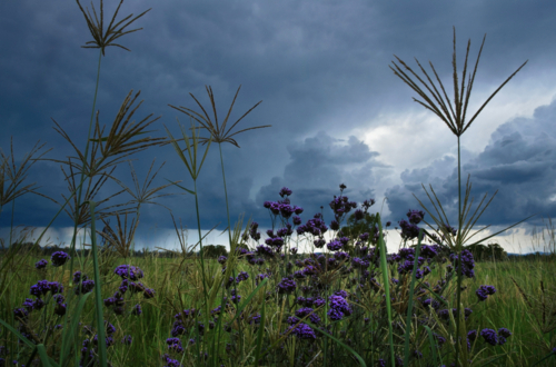 stormy skies, rain, long grass and purple flowers in foreground - Australian Stock Image