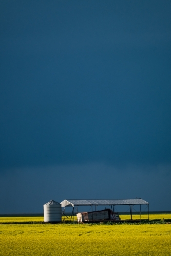 Stormy sky over a canola crop - Australian Stock Image