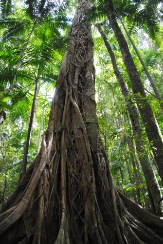 Strangler fig and tall green trees in the rainforest