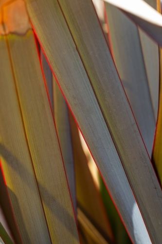 Strap leaf detail on flax