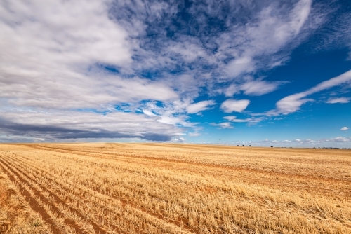 Straw coloured harvested wheat field under a blue cloudy dramatic sky - Australian Stock Image