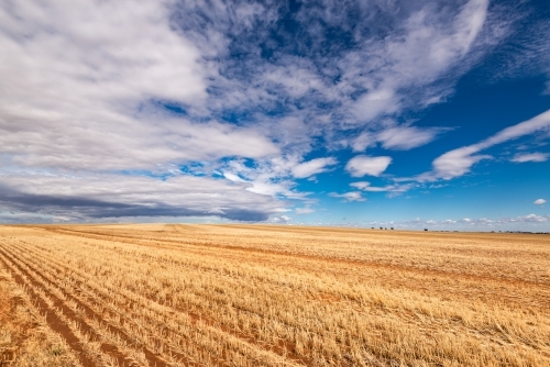 Straw coloured harvested wheat field under a blue cloudy dramatic sky