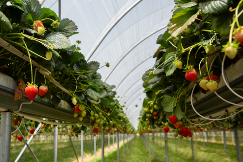 Strawberries ready to be picked - Australian Stock Image