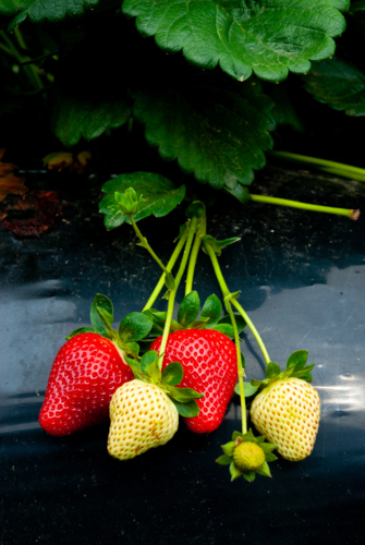 Strawberries ready to be picked - Australian Stock Image