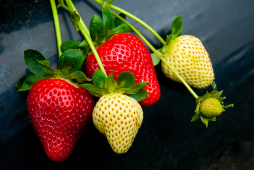 Strawberries ready to be picked - Australian Stock Image