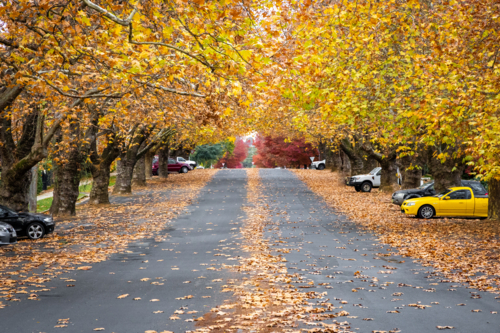 Street lined with autumn trees and leaves with parked cars - Australian Stock Image