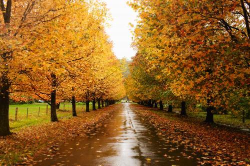 Street lined with Autumn trees - Australian Stock Image