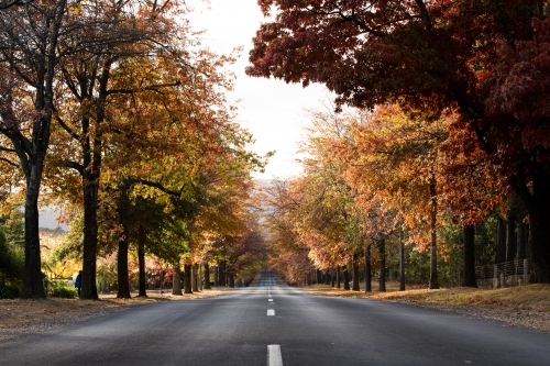 Street lined with autumn trees - Australian Stock Image
