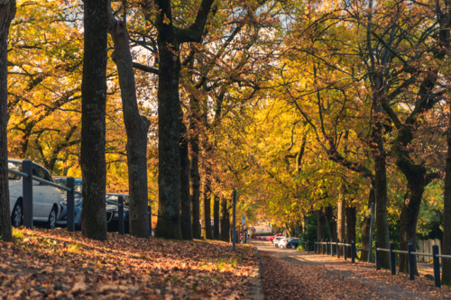 Street of Stirling with golden leaves covering the ground - Australian Stock Image