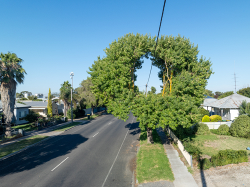 Street tree trimmed to clear power lines, forming a circular opening in the canopy - Australian Stock Image