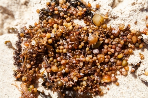 Strings of seaweed balls washed up on the tideline of a beach close up - Australian Stock Image