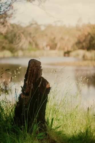 Stump by a lake - Australian Stock Image