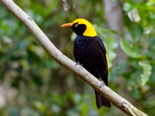 Stunning black and yellow Regent Bower Bird on branch with blurred forest in background. - Australian Stock Image