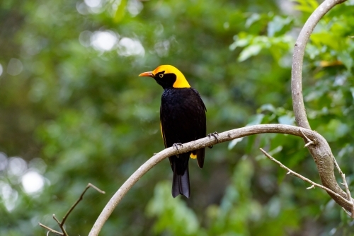 Stunning black and yellow Regent Bower Bird with blurred forest and bokeh in background