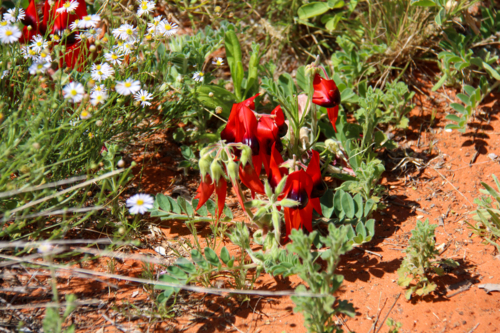 Sturt's Desert Pea flower growing in red dirt among other plants - Australian Stock Image