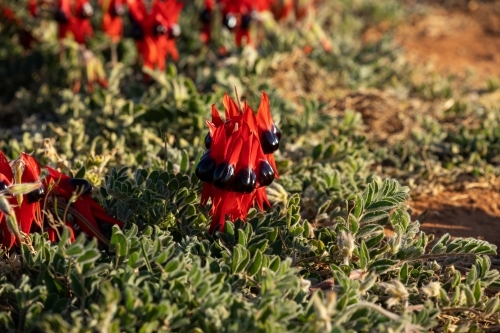 Sturt's desert pea flower on carpet of leaves - Australian Stock Image